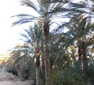 Palmenoase und Kutschfahrt