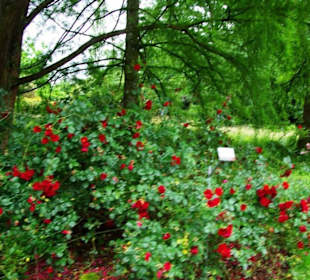 Kletterrosen am Boden belassen