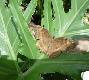 Ein Schmetterling