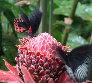 Schmetterlings-Ausstellung