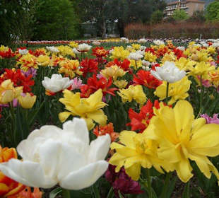 Tulipani in fioritura