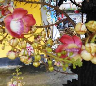 "Cannon Ball Tree" im Wat Lamai 