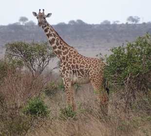 Tsavo Ost und West Safari