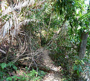Ausflug zum Lam Ru Nationapark Naturpfad