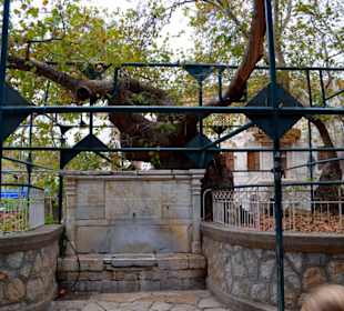 Die Platane des Hippokrates