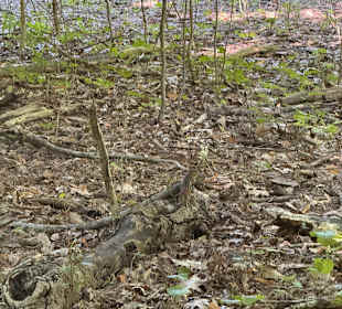 Warren Dunes State Park