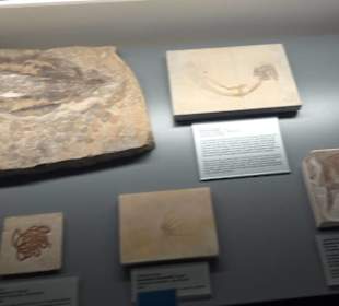 Jura-Museum