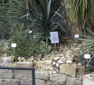 Wüstenpflanzen -  Alter Botanischer Garten
