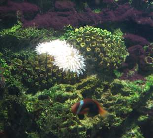 Кораллы в аквариуме