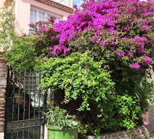 Frühling in der Altstadt von Collioure