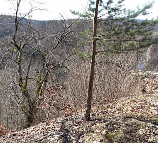 Burgruine Neugutenstein