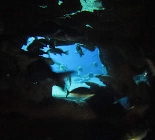 Palma Aquarium