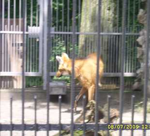 Zwierzaki z krakowskiego Zoo.