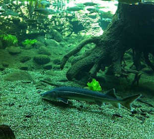 Fische
