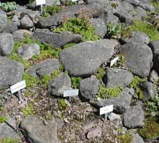 Unterwegs im Rennsteiggarten