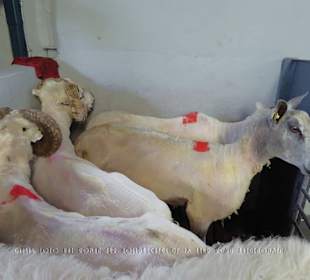 Geschorene und ungeschorene Schafe