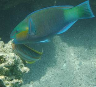 Papageifisch