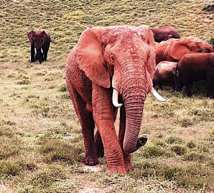Addo Elephant Park