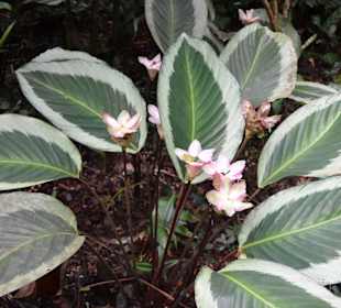 Hawaii Tropical Botanical Garden