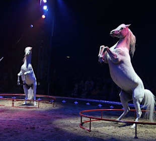 Circus Knie