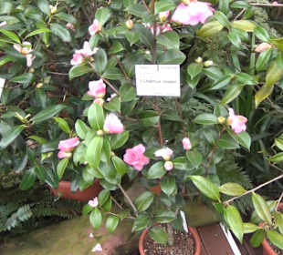 Flora und Botanischer Garten Köln