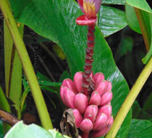 La Paz Waterfall Gardens