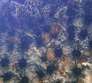 Viele Seeigel am Strand