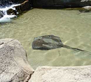 Rochen - Ocean-World