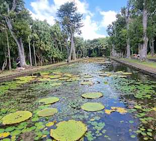 Sir Seewoosagur Ramgoolam Botanic Garden