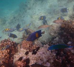 Unterwasserwelt Musandam