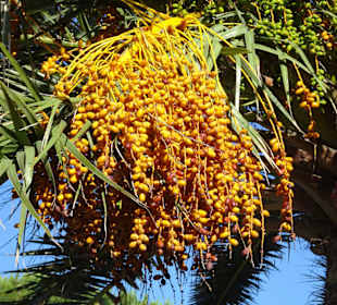 Dattelpalmen an der Strandpromenade