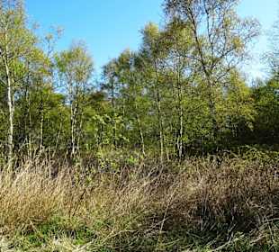 Impressionen vom Schwimmenden Moor