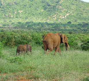 Tsavo East