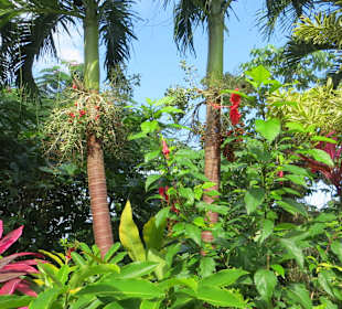 Mystic Mountain Botanischer Garten