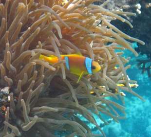Rotmeeranemonenfisch