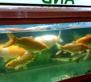 Restaurant Golden Swan