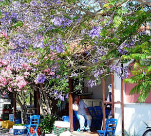 Blühender Jacarandabaum mimosafolia