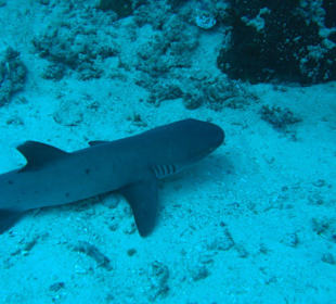 Schlafender Weißspitzenriffhai beim Hotel Velidhu