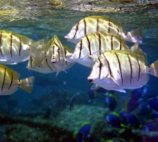 Fische