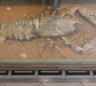 Naturhistorisches Museum