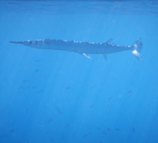 Barakuda am Hausriff