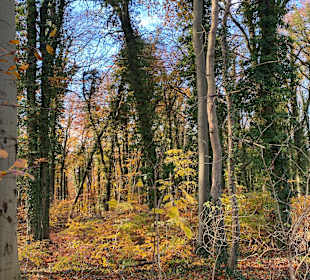 Wandern Trassenheide 