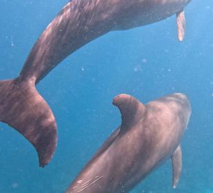 Delfine 