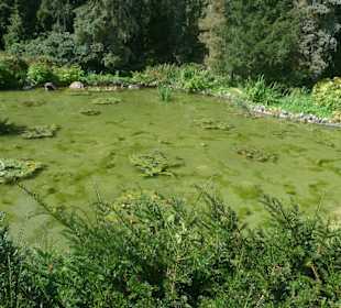 Прудик на территории замка