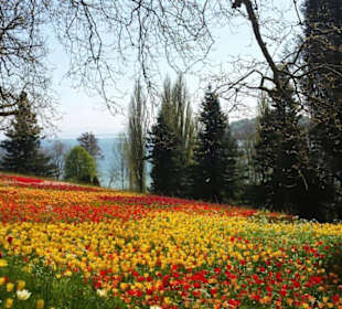 Mainau