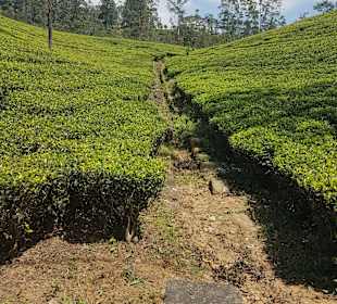 Hochland von Sri Lanka