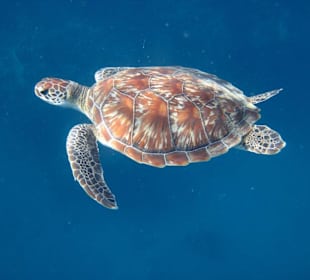 Schildköte in unserer Lagune