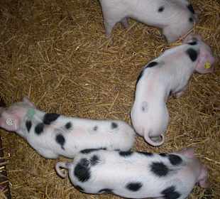 Schweinchen schlau