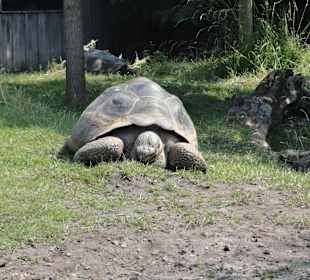 Schildkröte