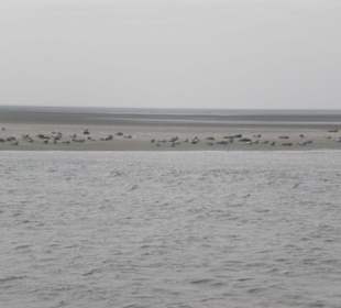 Seehundbank Tegeler Plate